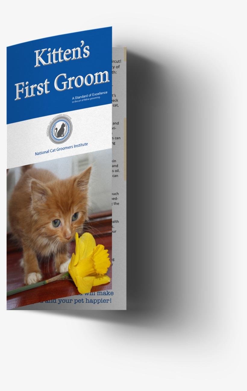 Kitten Customer Brochures, transparent png #994770