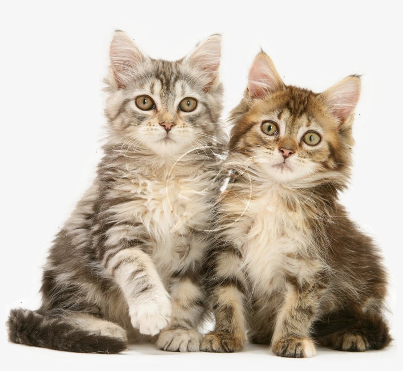 Kittens - Bunga Ucapan Selamat Tahun Baru 2017, transparent png #994793