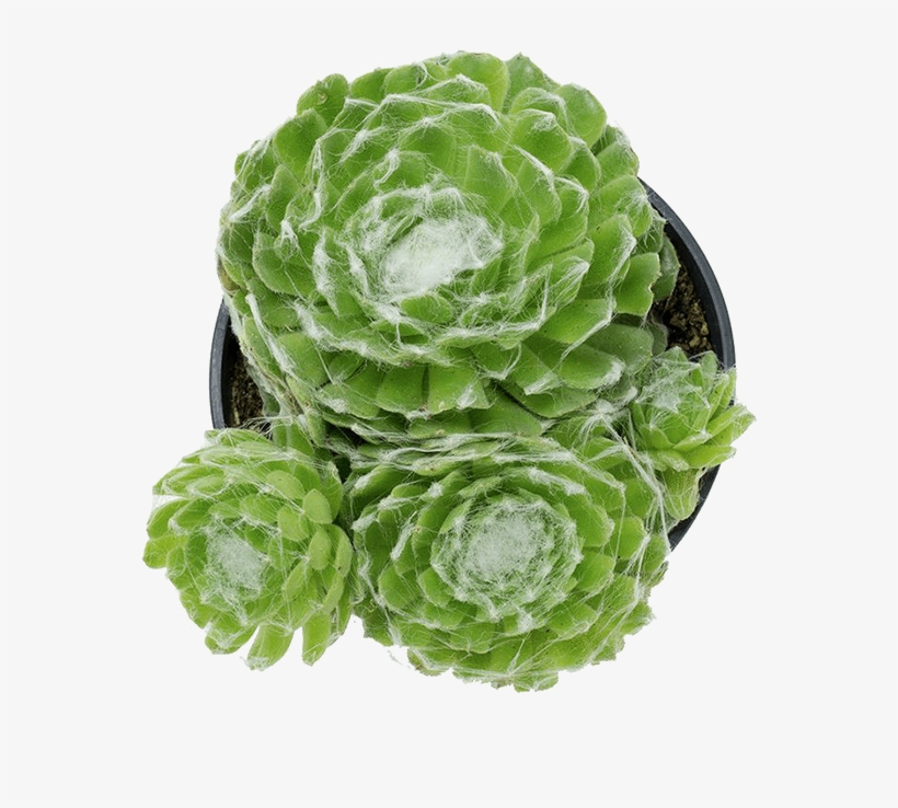 Dog Safe Succulents - Savoy Cabbage, transparent png #994797