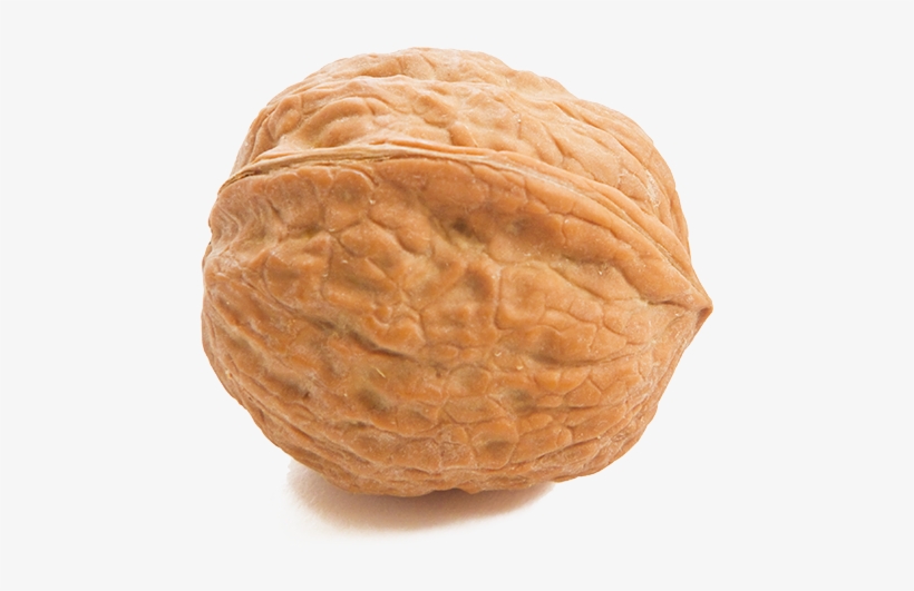 Walnut, transparent png #994816