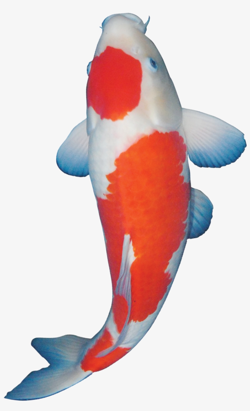 Gambar Koi Png - Koi, transparent png #994848