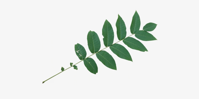 Black Walnut Leaf Png, transparent png #994956