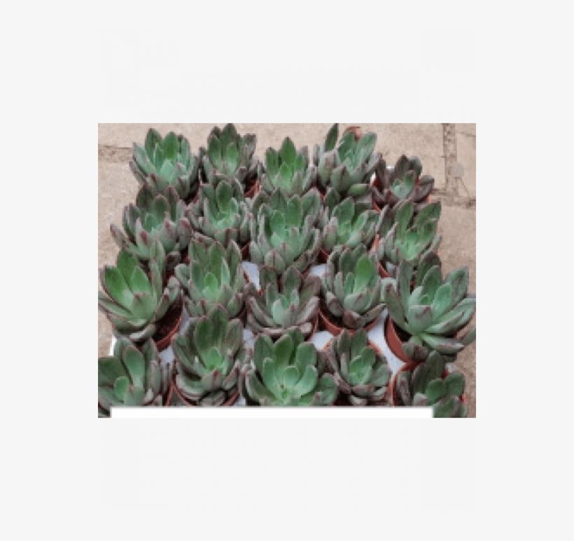 Painted Echeveria Live Succulent Plants With Plastic - Cactus, transparent png #995016