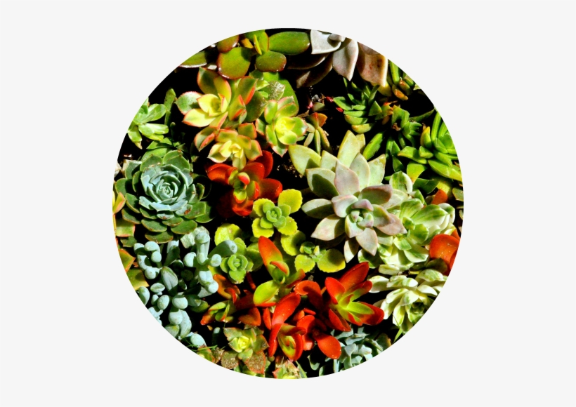 Special Occasion & Hostess Gifts - Pachyphytum, transparent png #995039