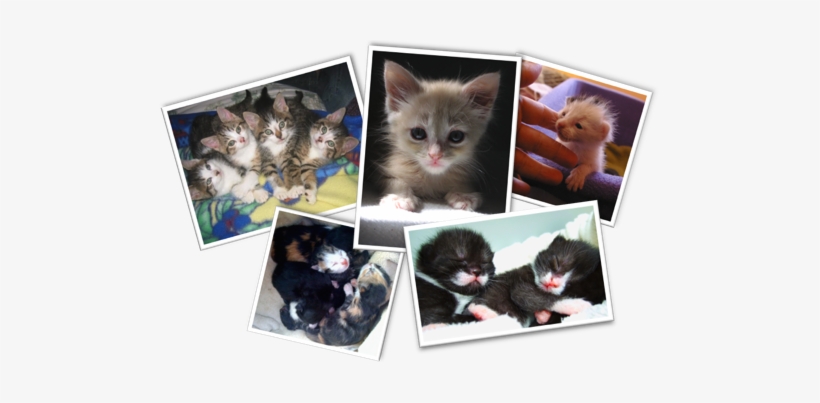 Vokra Cares For Orphaned Kittens As Young As One Day - Vancouver Orphan Kitten Rescue Association, transparent png #995064