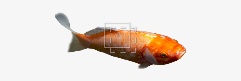 Parent Category - Koi Pond, transparent png #995090