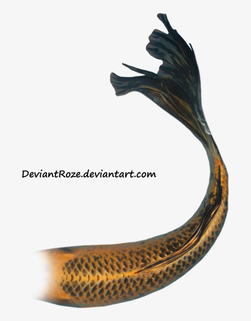 Mermaid Tail 08 By ~deviantroze On Deviantart - Mermaid Tails White Background, transparent png #995142