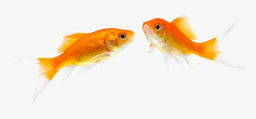Fantail Fish Pet Stock Photography - Fish, transparent png #995213