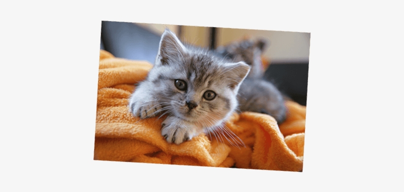 British Shorthair Kitten With Healthy Paws Kitten Insurance - Healthy Kitten, transparent png #995229