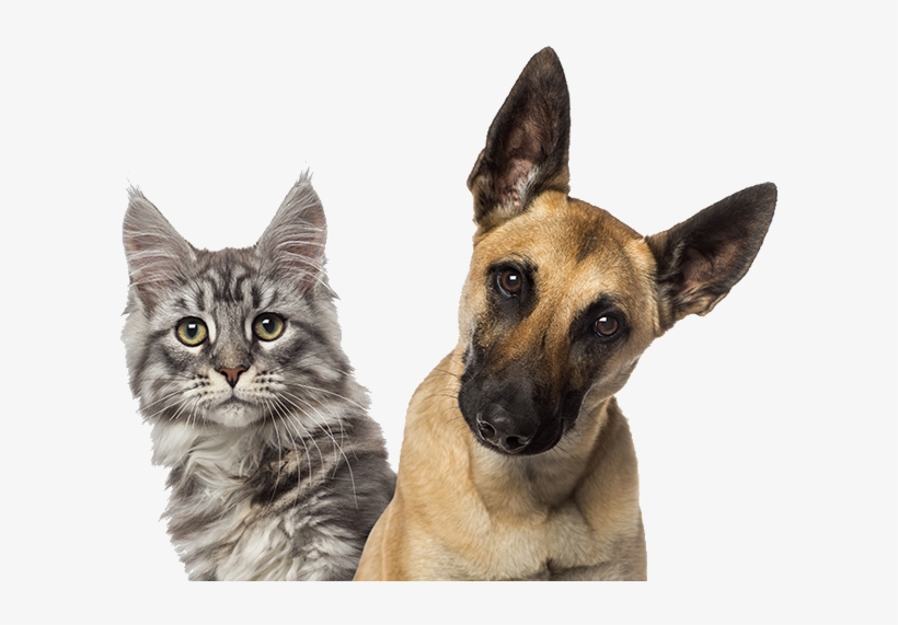 Family Member Animal Hospital - Png Puppies And Kittens, transparent png #995232