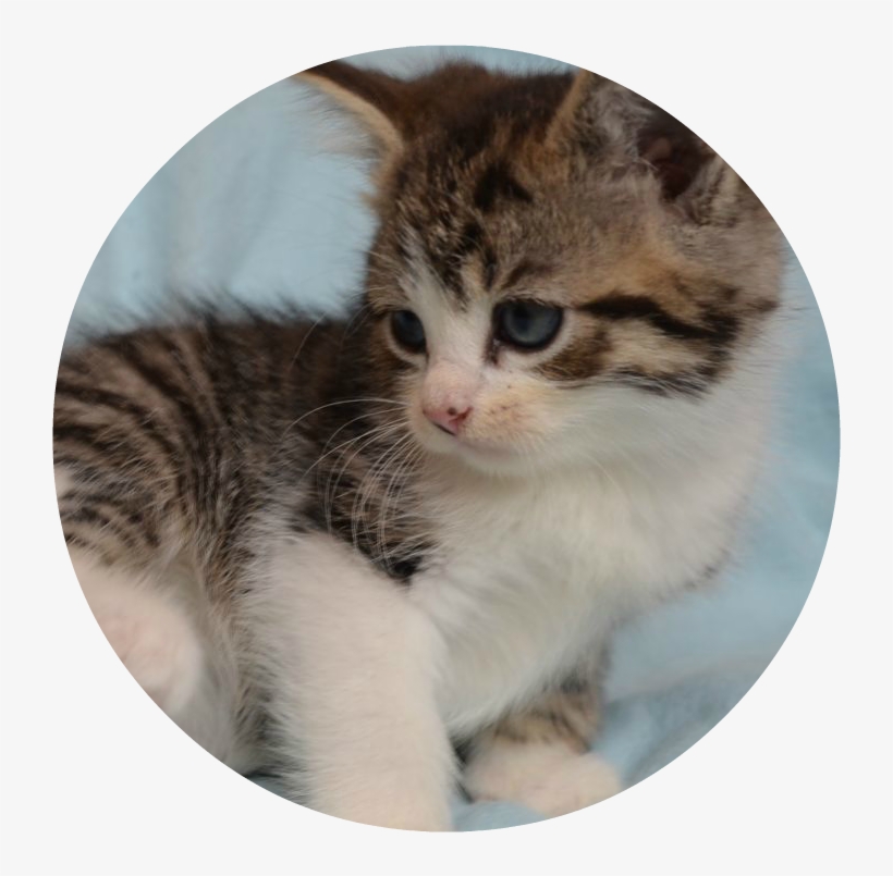 Litter Of Adorable Kittens 543d48951a9e7 - Kitten, transparent png #995309