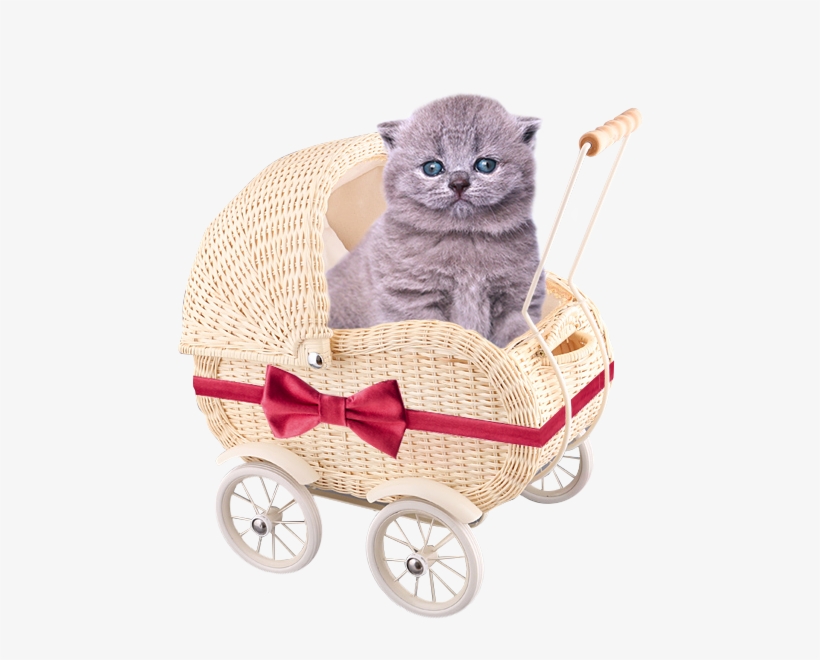 Cute Kittens Free Png - Cat, transparent png #995357