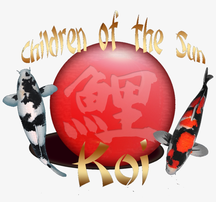 Children Of The Sun Koi, transparent png #995486