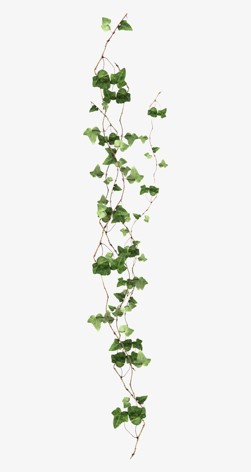 Long Vine Transparent - Ivy Png, transparent png #995572