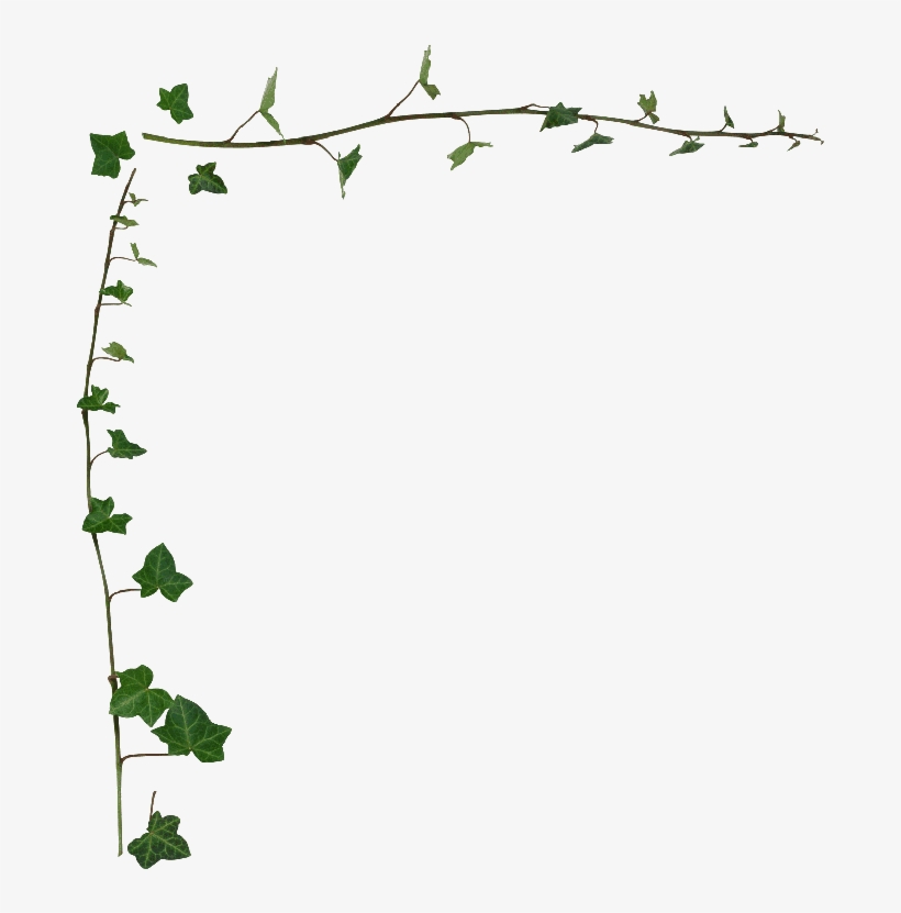 Ivy Clipart Transparent - Transparent Vine Border Png, transparent png #995820