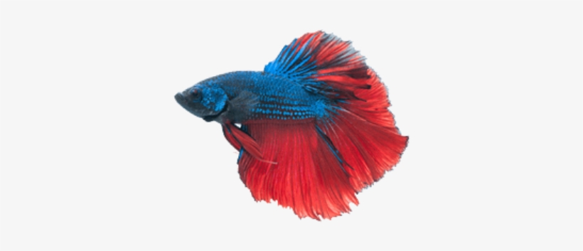 Betta Png File - Betta Fish Transparent Background, transparent png #995891