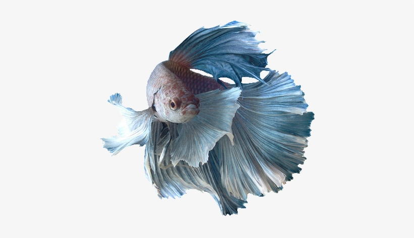 Transparent Fish Siamese Fighting - Siamese Fighting Fish Png, transparent png #995940
