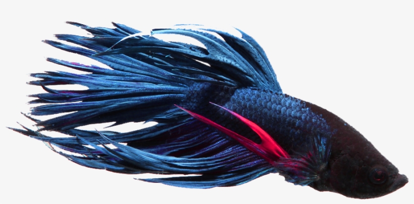 Betta, transparent png #995968