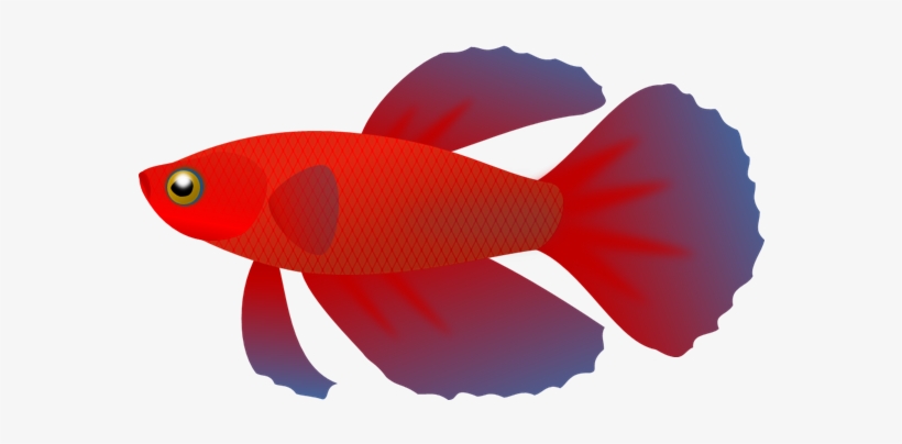 Picture Free Betta Transparent Pencil And In Color - Betta Fish Vector Png  - Free Transparent PNG Download - PNGkey