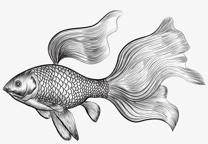 Betta Drawing At Getdrawings - Goldfish Drawing, transparent png #996060
