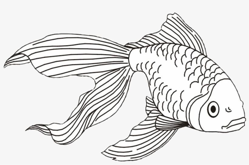 Goldfish Clipart Beta Fish - Fish And Shark Coloring Pages, transparent png #996084