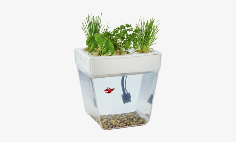 A Betta Fish Is A Great Pet For The Whole Family - Betta Fish Tanks, transparent png #996206