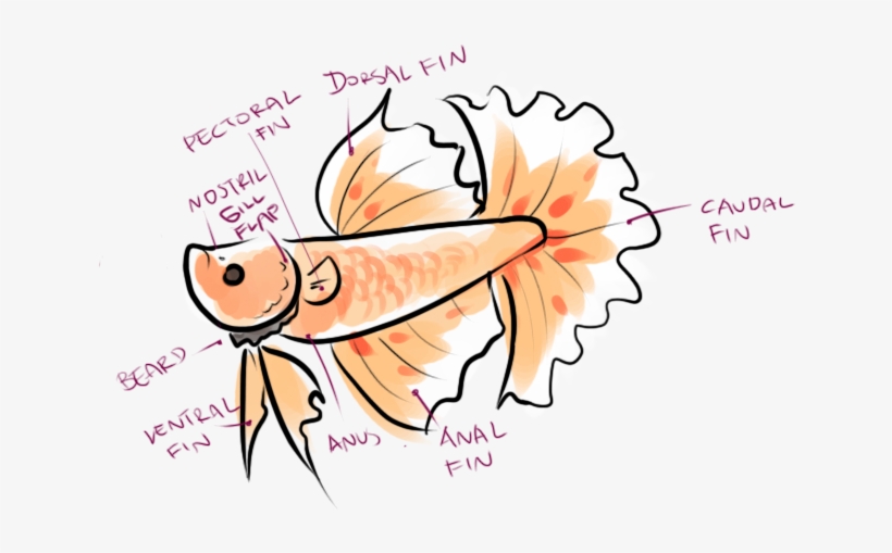Download Never Keep A Male Betta Fish With Any Other Betta Fish Tell If Your Betta Fish Free Transparent Png Download Pngkey