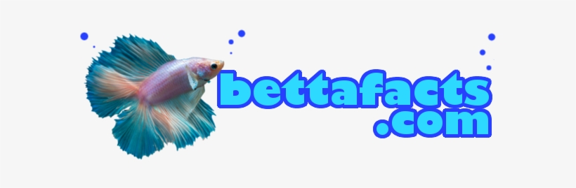 Betta Fish Facts - Betta Fish Transparent Background, transparent png #996237