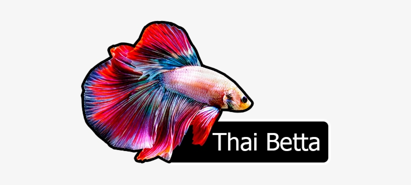 Approx Body Length - Fish, transparent png #996264