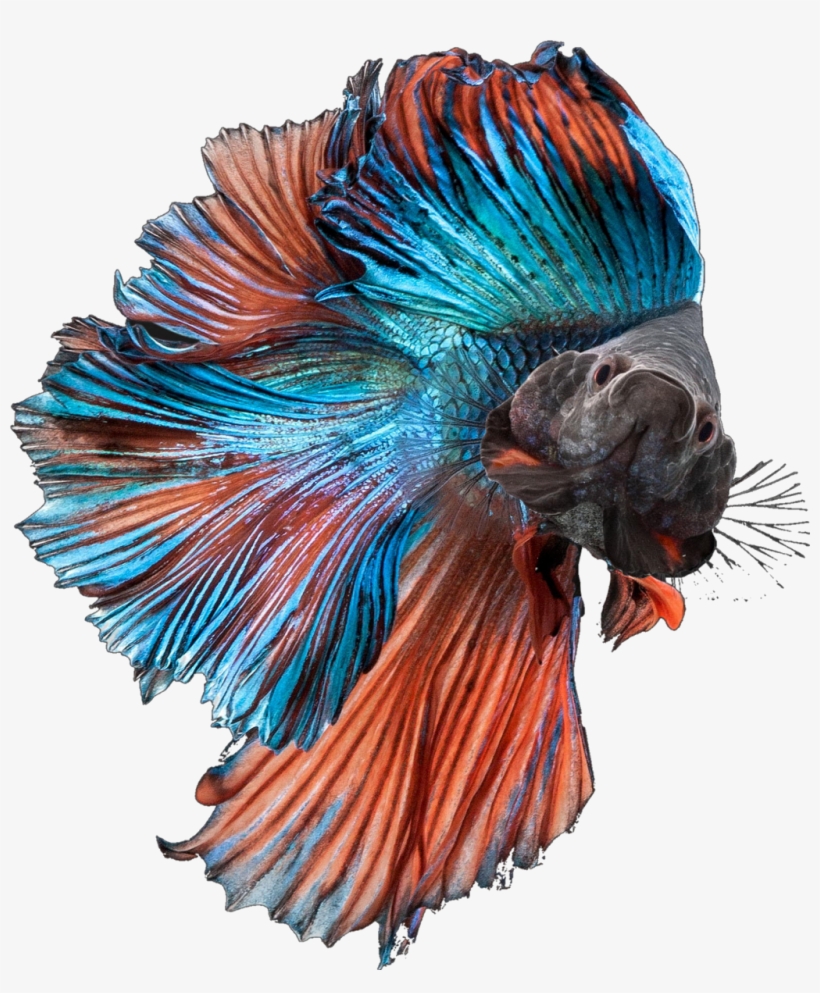 Betta Fish Bettasplendens Bettafish Blue Orange Fancy - Rudra Aquarium, transparent png #996419