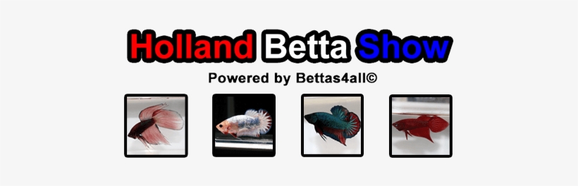 Holland Betta Show - Chore Boy, transparent png #996440