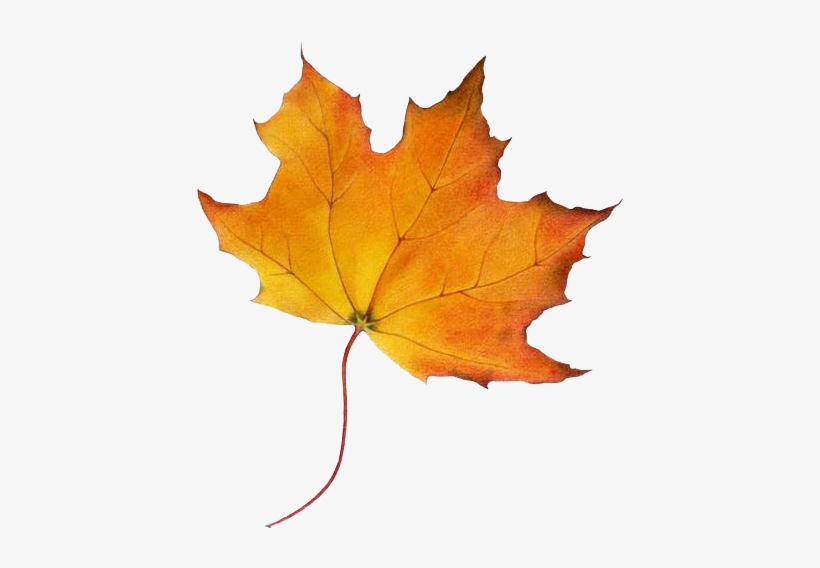 Autumn Fallautumn Leavesfalling - Maple Syrup Tree Leaf, transparent png #996921