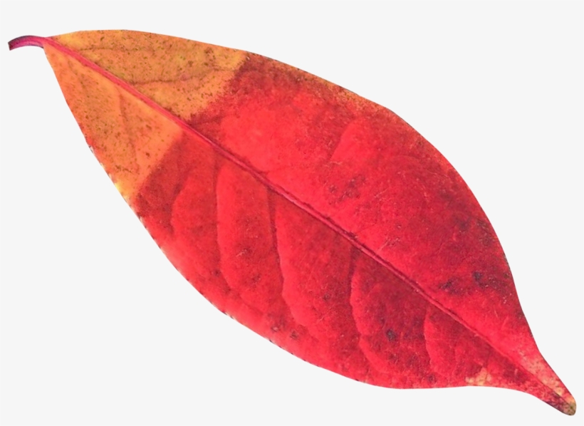 Leaf, transparent png #997198