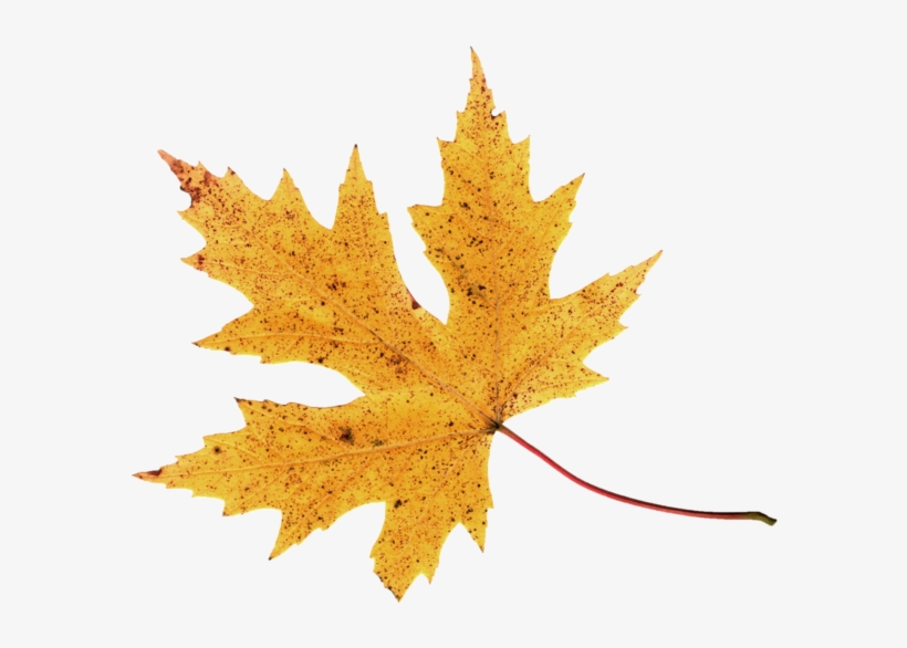 Autumn Leaf Png Image - Autumn, transparent png #997354