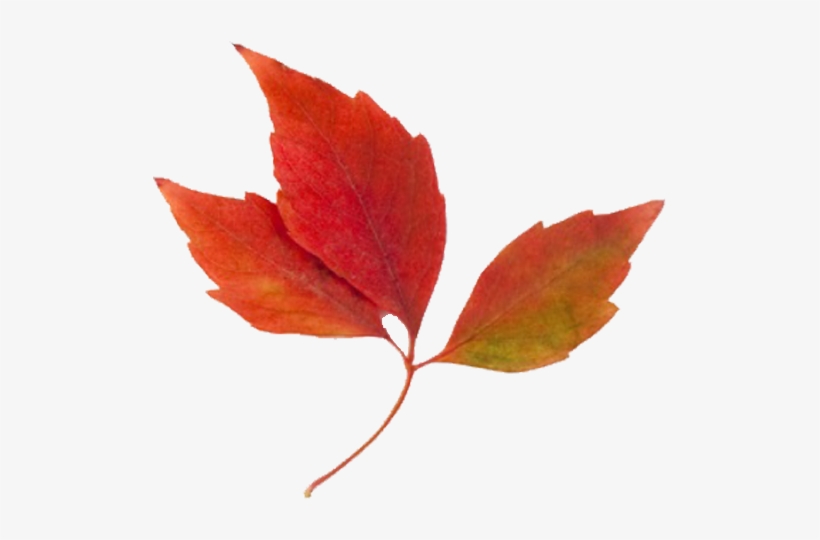 Maple Leaf Clipart Fall Leaves - Fall Leaves Clip Art, transparent png #997375