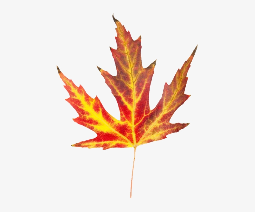 Leaves That Look Like Fire, transparent png #997513