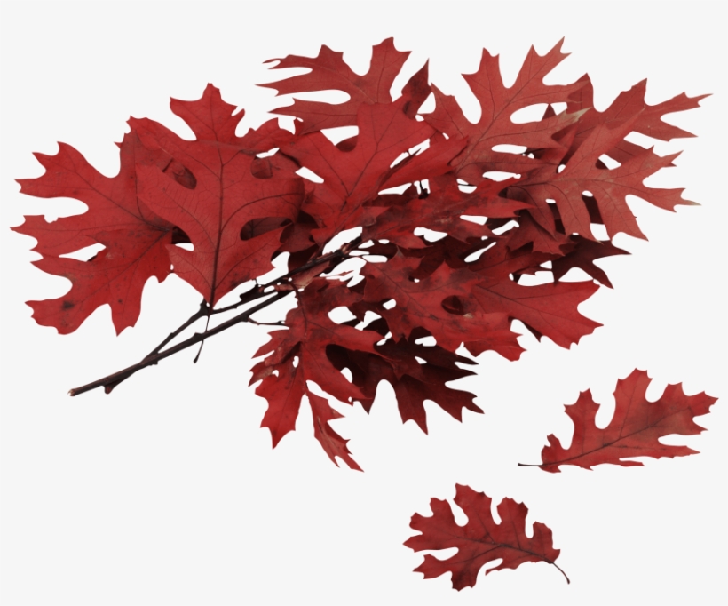 Free Png Autumn Leaf Png Images Transparent - Different Type Of Oak Trees, transparent png #997617