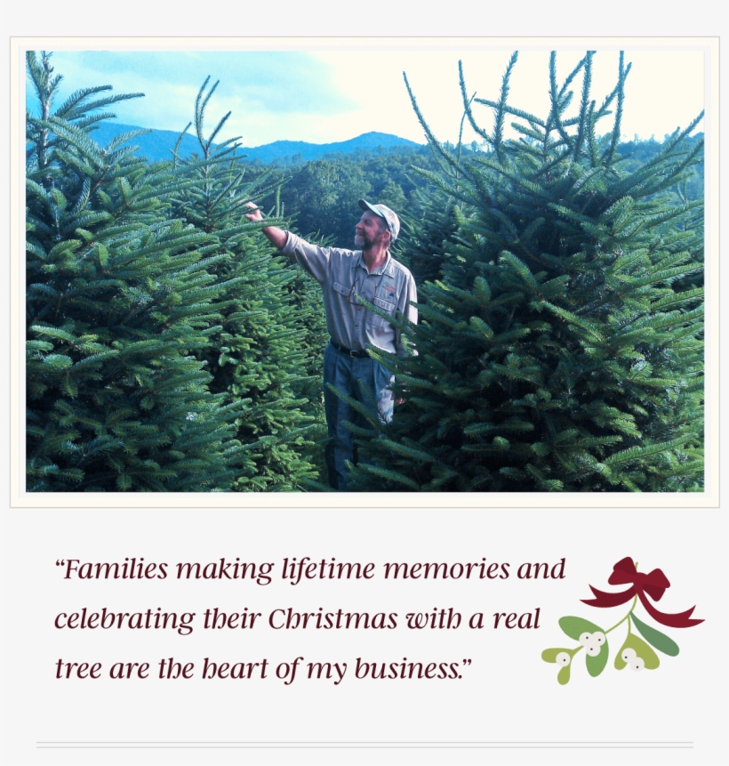 Aboutjoe - Mistletoe Meadows, transparent png #998704
