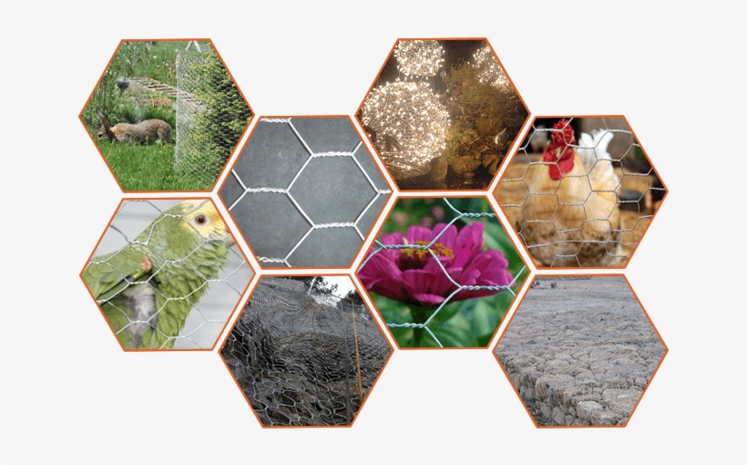 Hexagonal Wire Mesh - Hexagonal Chicken Wire Mesh, transparent png #999643