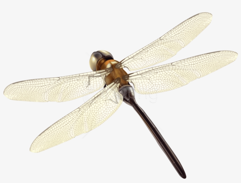 Free Png Download Dragonfly Clipart Png Photo Png Images - Dragon Fly Transparent Background, transparent png #9900990