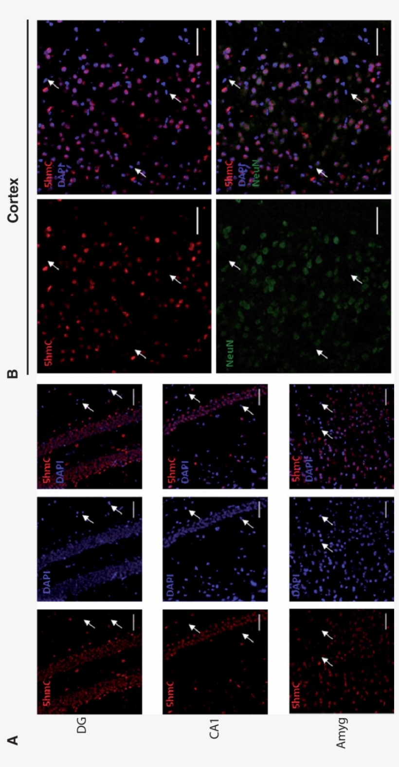 The 5hmc Is Preferentially Localized In Neurons Than - Night, transparent png #9901422