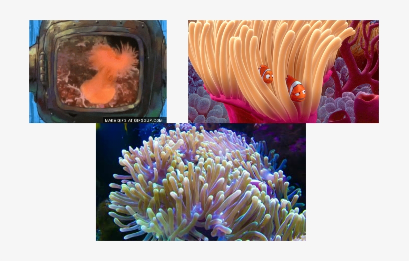 All It Has Is Something Called A Nerve Net Which Is - Marine Biology, transparent png #9901513