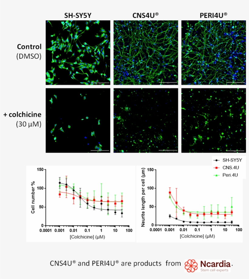 Example Of Colchicine - Diagram, transparent png #9901625