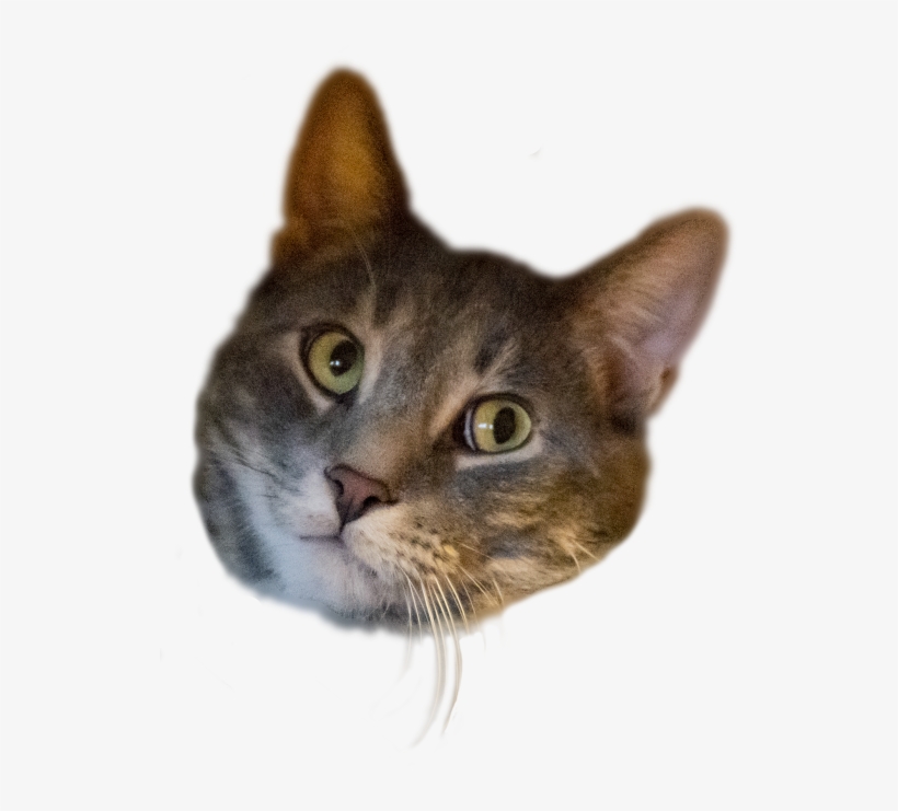 Here Is My Cat's Head, Transparent - Domestic Short-haired Cat, transparent png #9901903