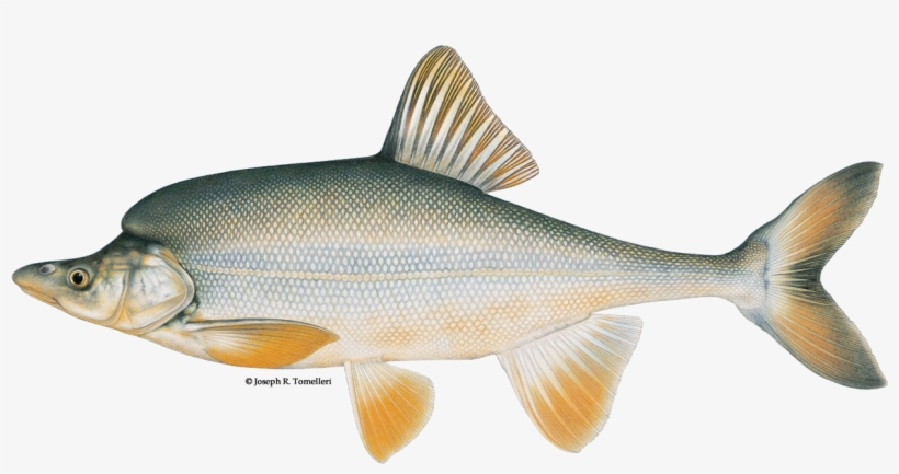 Humpback Chub - Colorado River Humpback Chub, transparent png #9902245