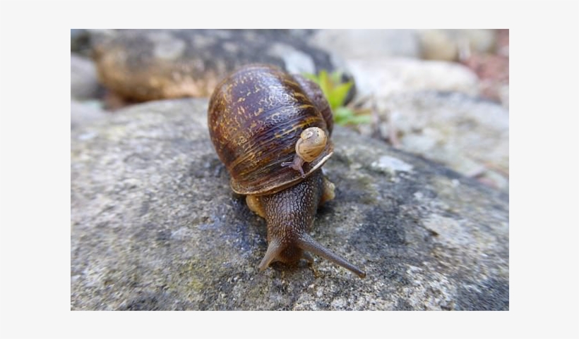960 X 400 3 - Snail Out Of Shell, transparent png #9903225
