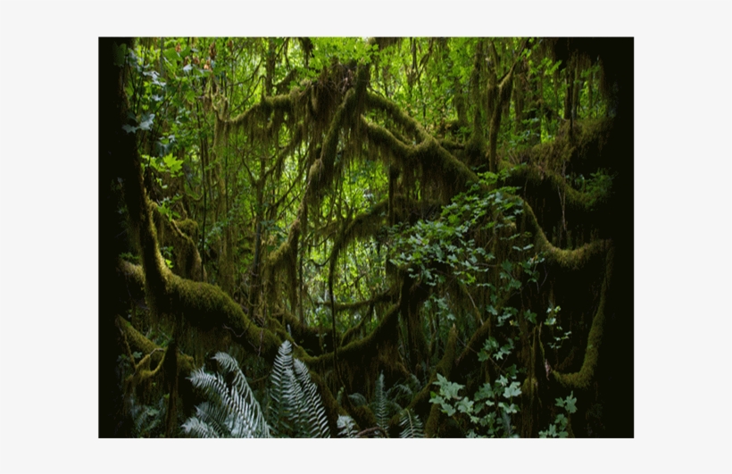 Animated Scrolling Text Over Slide - Animated Rain Forest Back Ground, transparent png #9905170