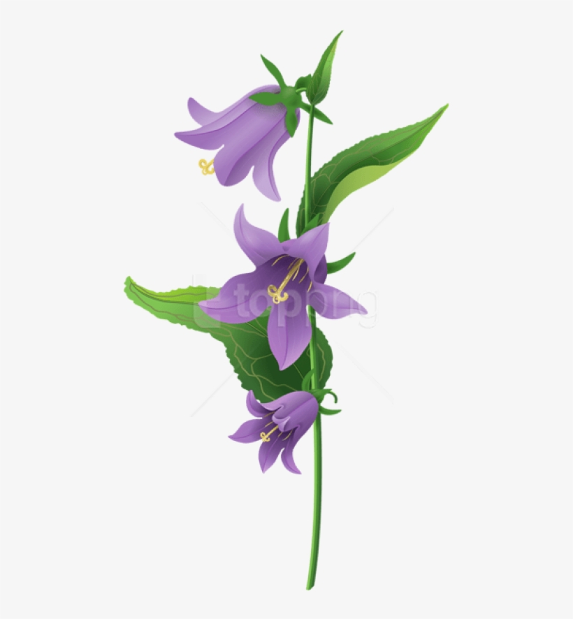 Free Png Download Wild Purple Bell Flower Png Images - Bell Flower Png, transparent png #9905265