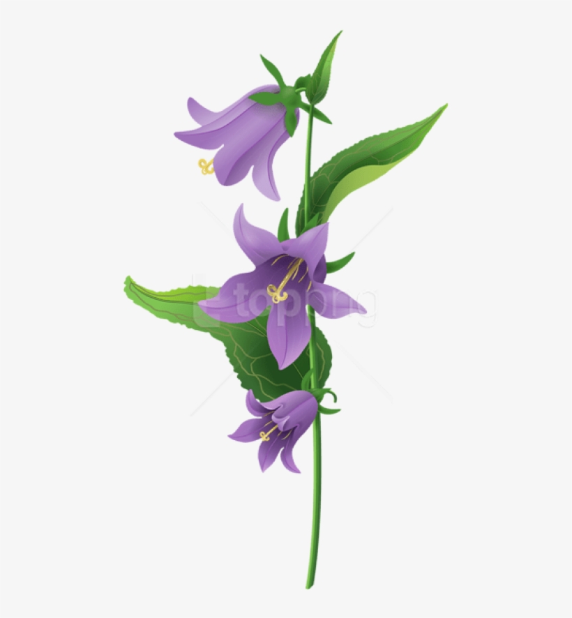 Free Png Download Wild Purple Bell Flower Png Images - Bell Flower Png, transparent png #9905265