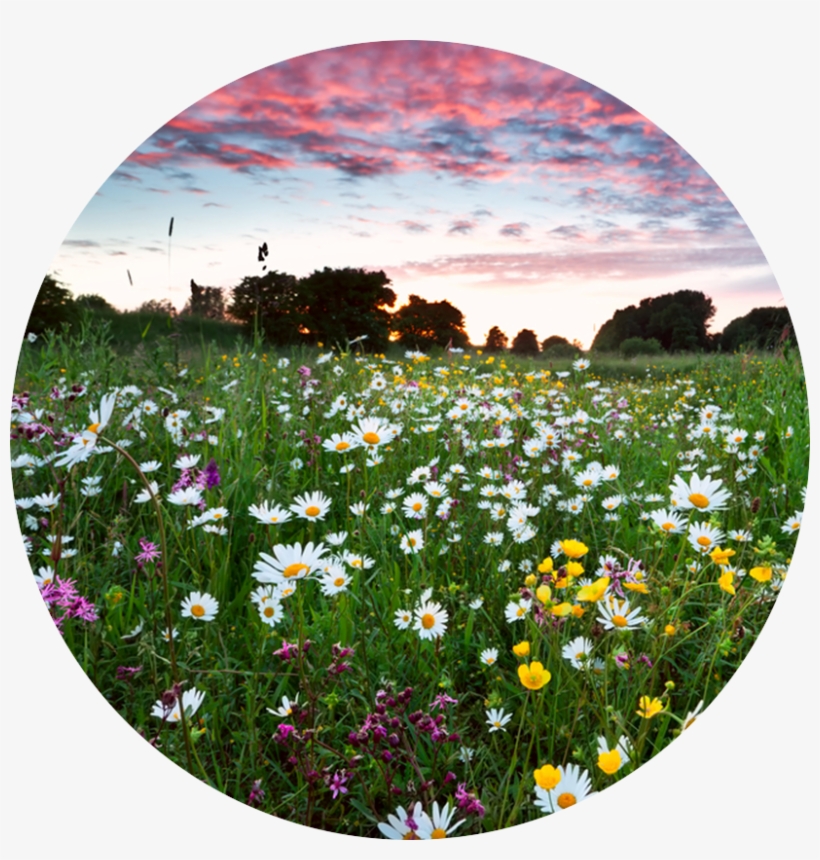 Wild Flower Turf - Līgo Svētki, transparent png #9905538